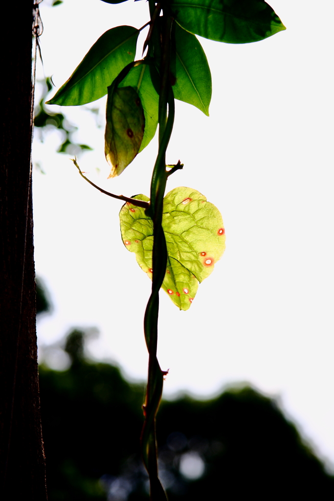 DPP_0009.JPG
