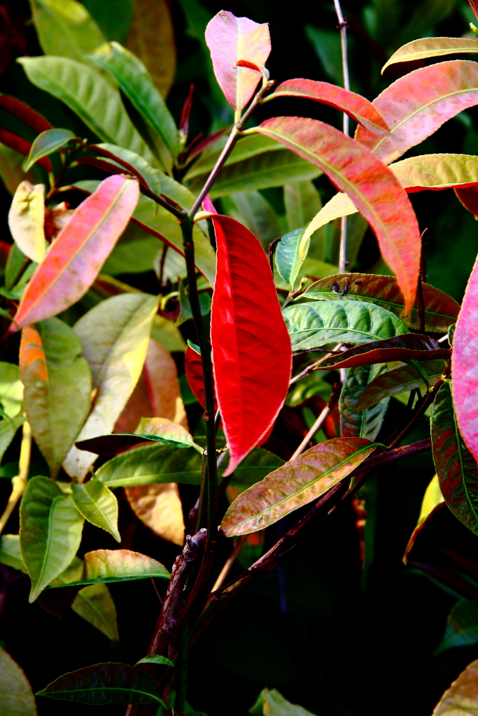 DPP_0018.JPG