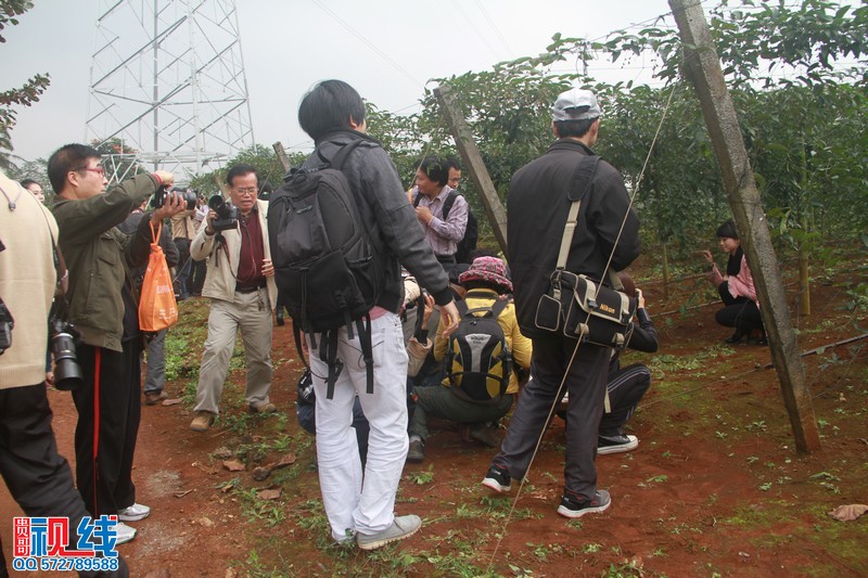 南海网数十名网友参观云龙镇淮山基地（周宗贵 摄） (7).jpg