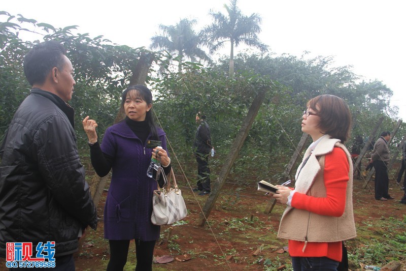 南海网数十名网友参观云龙镇淮山基地（周宗贵 摄） (14).jpg