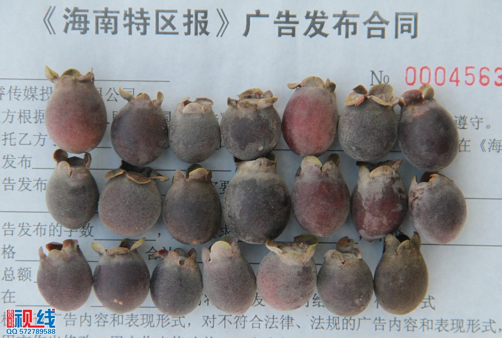 到乡下采摘山棯子，回忆童年采摘乐趣。（周宗贵 摄） (10).jpg