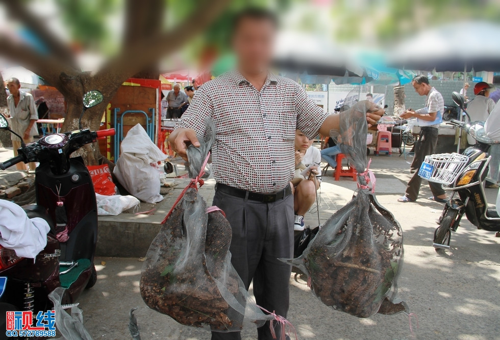 海口街头男子叫卖马蜂引围观  马蜂蛰伤人有可能会送命。（周宗贵 摄） (11).jpg