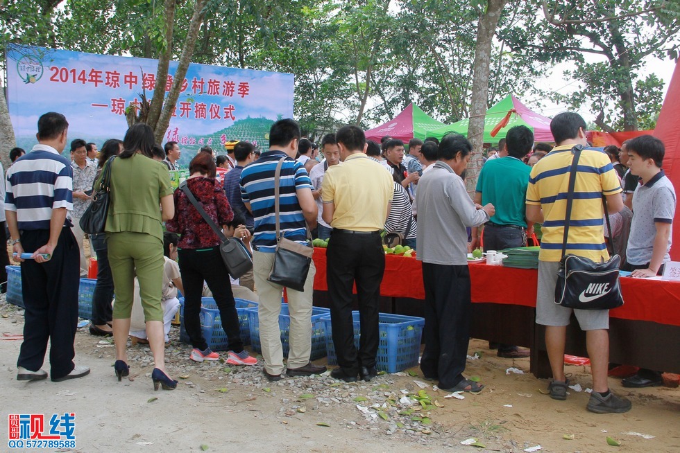 “2014年琼中绿橙乡村旅游季——绿橙开摘仪式”现场实况。（周宗贵 摄） (13).jpg