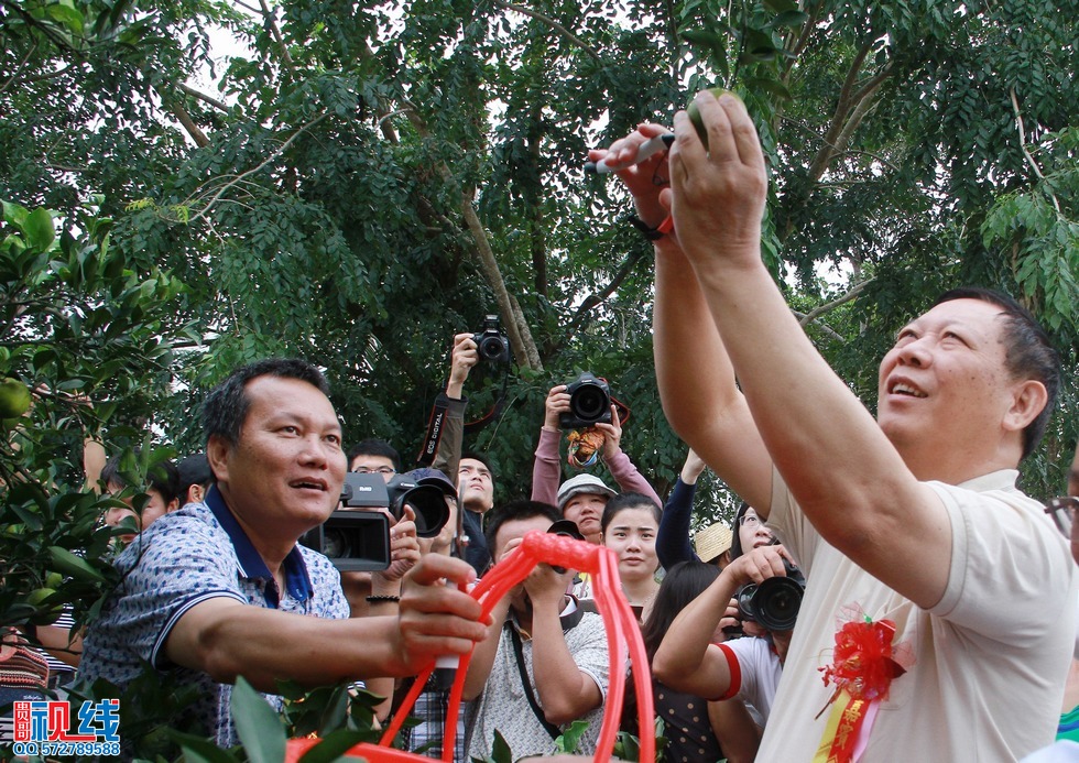 省人大常委会副主任张力夫，琼中县委书记，县长率先采摘品尝。（周宗贵 摄）.jpg
