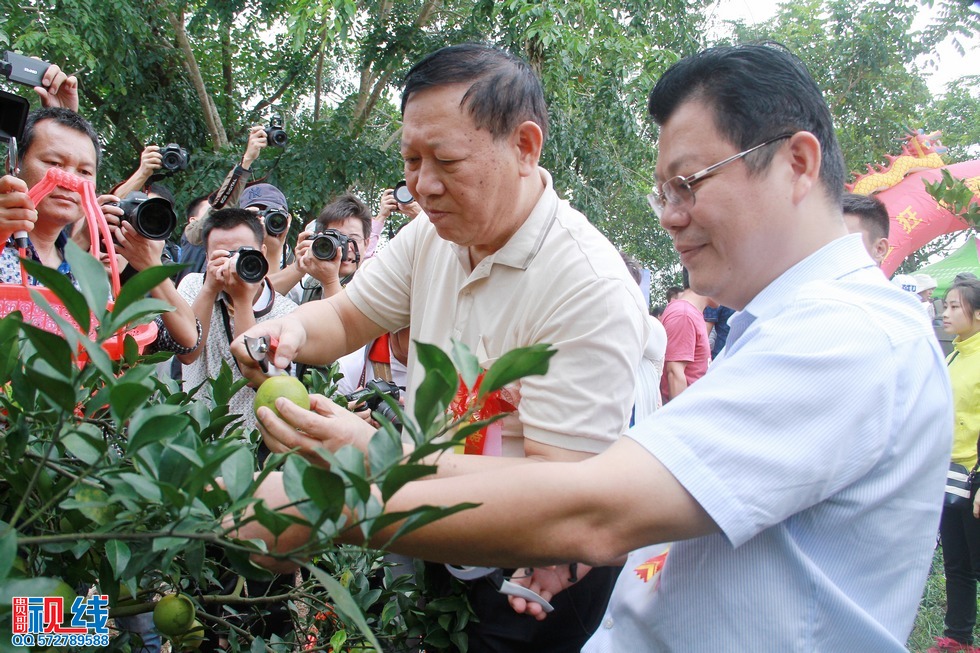 省人大常委会副主任张力夫，琼中县委书记，县长率先采摘品尝。（周宗贵 摄） (1).jpg