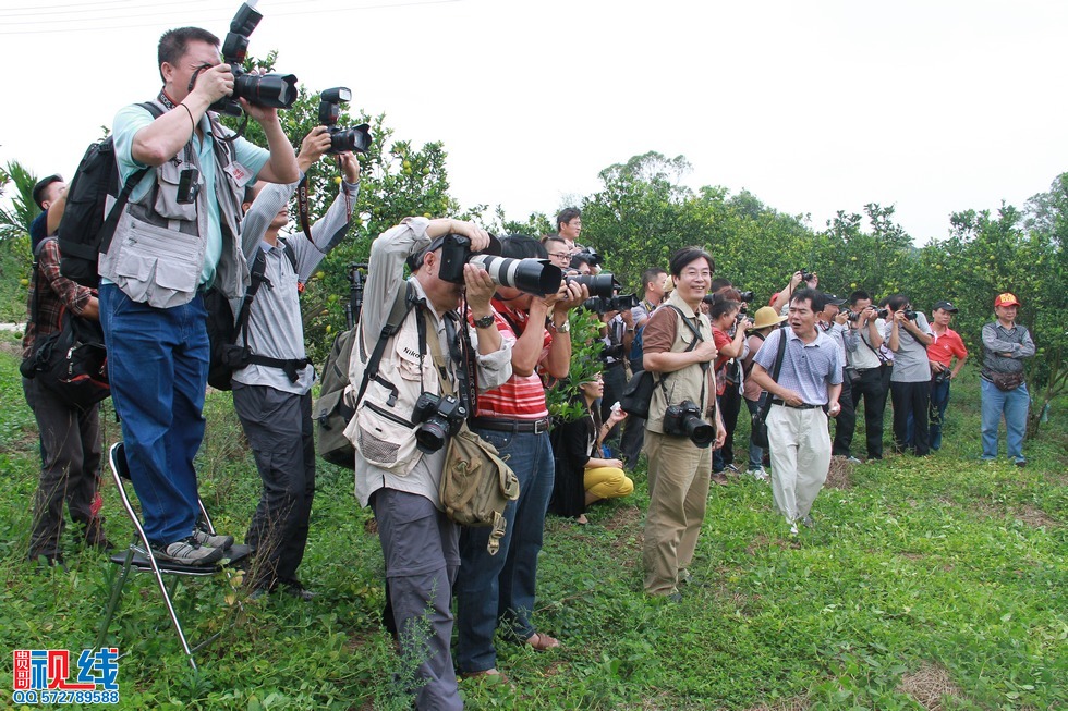 “2014年琼中绿橙乡村旅游季——绿橙开摘仪式”现场实况。（周宗贵 摄） (17).jpg