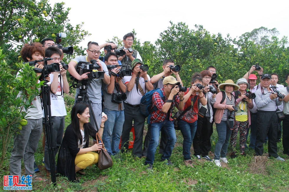 “2014年琼中绿橙乡村旅游季——绿橙开摘仪式”现场实况。（周宗贵 摄） (18).jpg