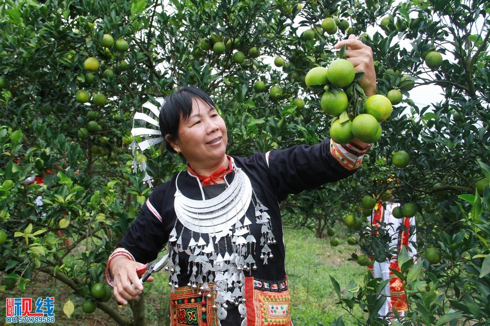 黎苗阿哥阿妹喜摘绿橙。（周宗贵 摄） (22).jpg