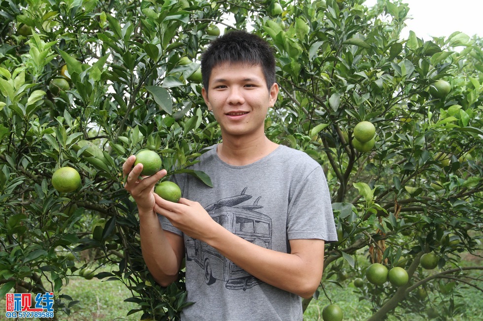 “2014年琼中绿橙乡村旅游季——绿橙开摘仪式”现场实况。（周宗贵 摄） (34).jpg