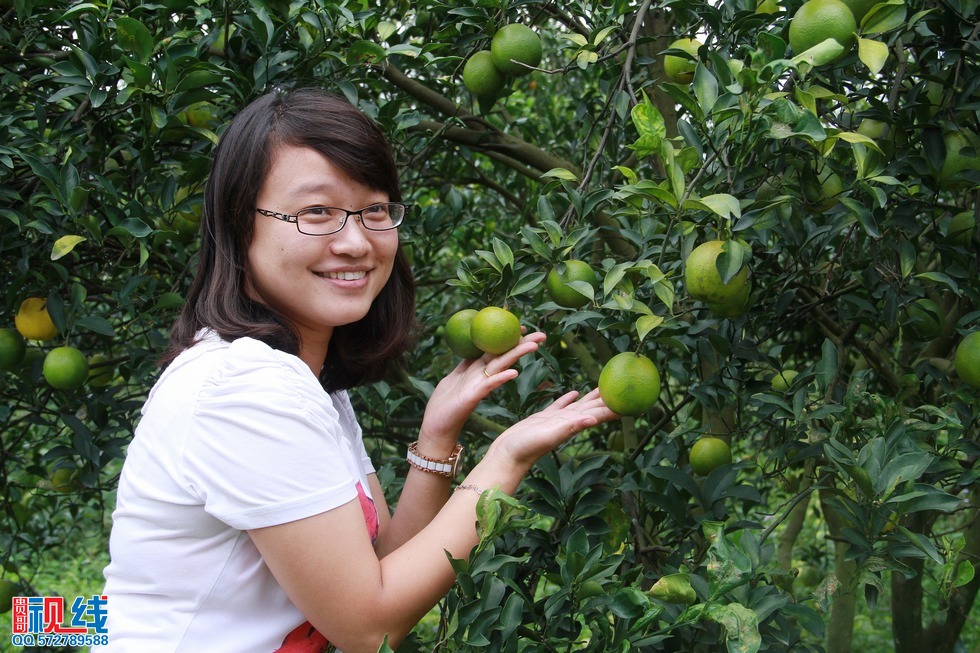 舌尖上的“琼中绿橙”开摘    吸引自驾旅客纷探访。（周宗贵 摄） (8).jpg