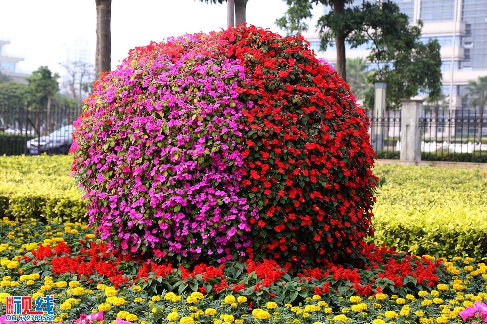 45万盆鲜花扮靓椰城 (3).jpg