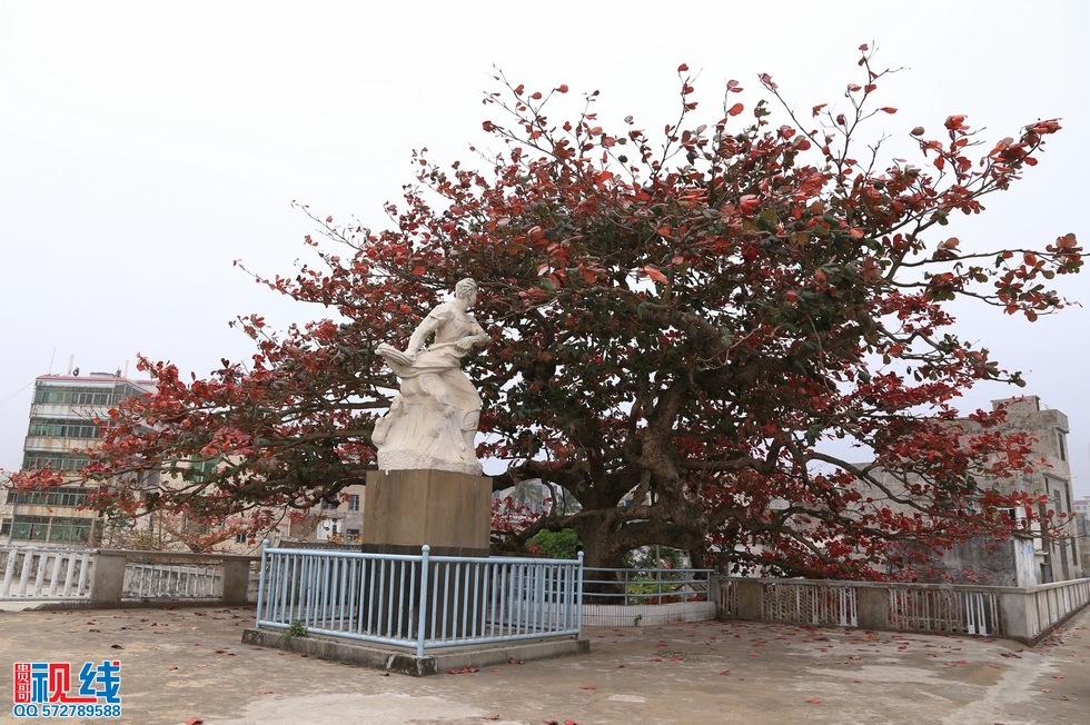 海口一株300年榄仁树,初春迎来落叶季美不胜收。（周宗贵 摄） (20).jpg