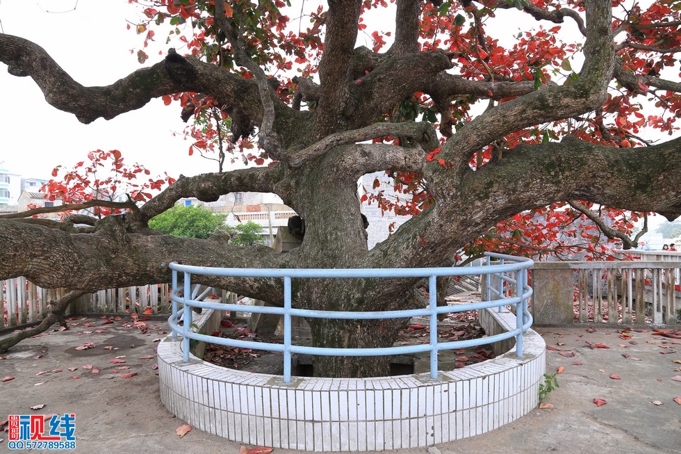 海口一株300年榄仁树,初春迎来落叶季美不胜收。（周宗贵 摄） (16).jpg