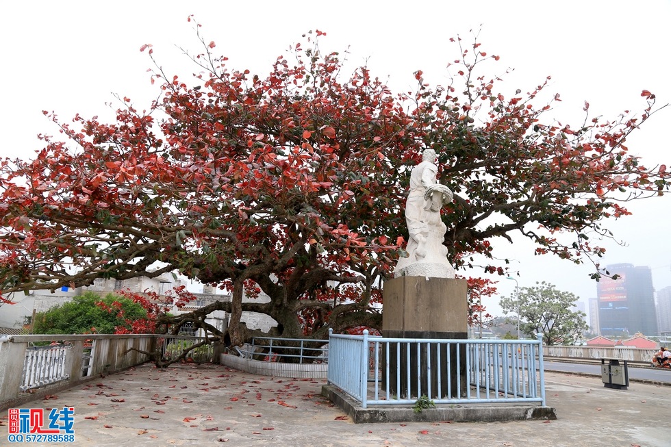 海口一株300年榄仁树,初春迎来落叶季美不胜收。（周宗贵 摄） (18).jpg