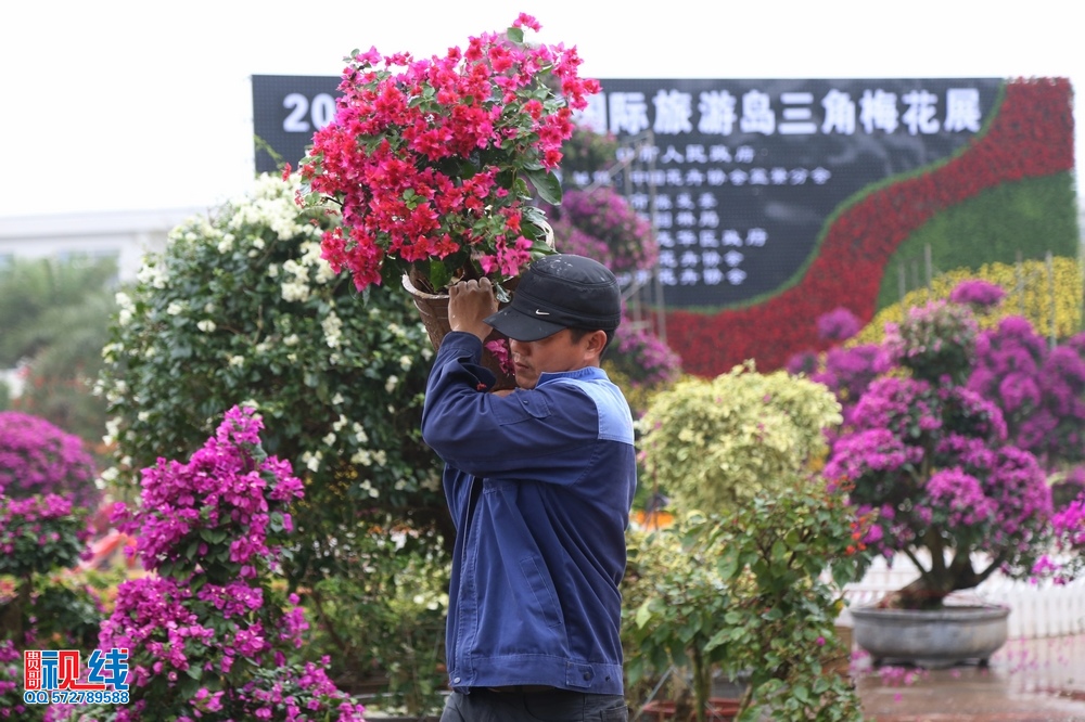 2016首届海南国 际旅游岛三角梅花展抢先看。（周宗贵 摄） (3).jpg