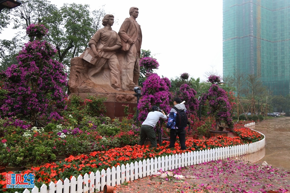 2016首届海南国 际旅游岛三角梅花展抢先看。（周宗贵 摄） (5).jpg