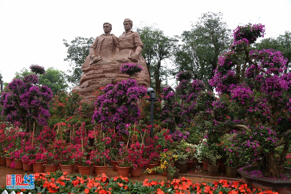 2016首届海南国 际旅游岛三角梅花展抢先看。（周宗贵 摄） (7).jpg