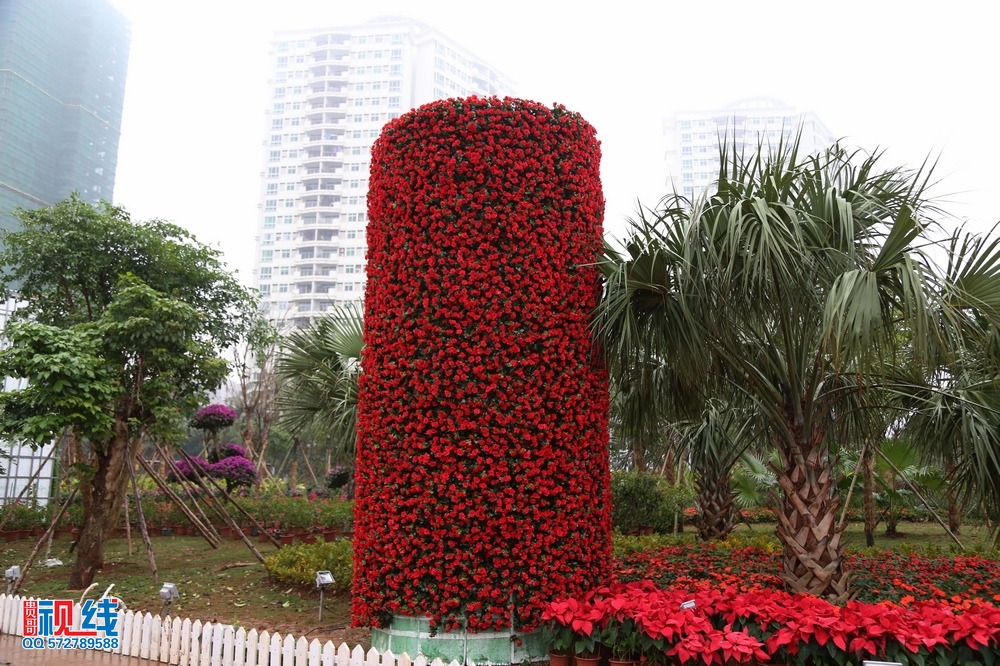 2016首届海南国 际旅游岛三角梅花展抢先看。（周宗贵 摄） (9).jpg