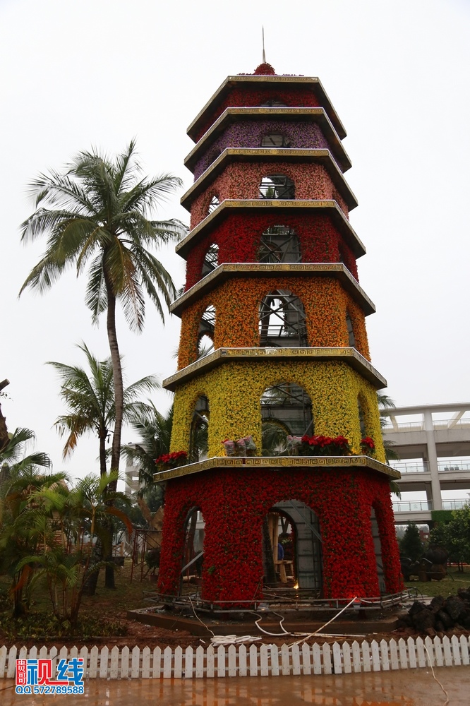 2016首届海南国 际旅游岛三角梅花展抢先看。（周宗贵 摄） (12).jpg